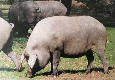 Cerdos Ibéricos