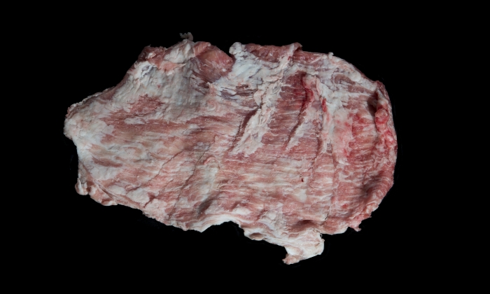 Barriguera Ibérica