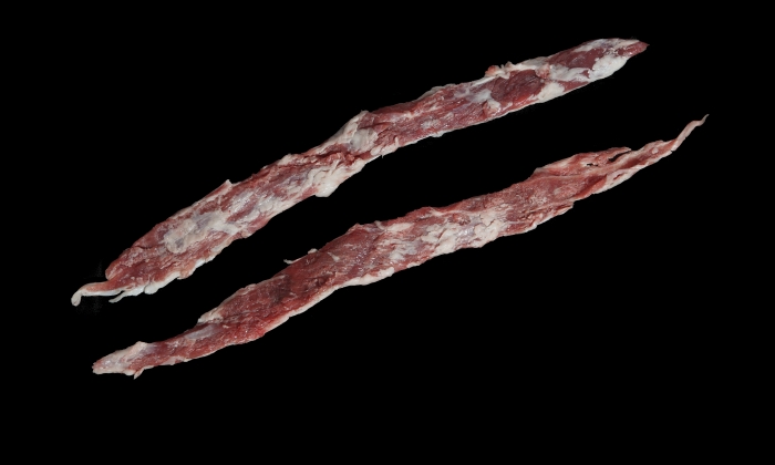 Lagarto Ibérico